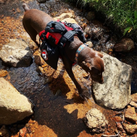 Fido Pro The Panza Harness