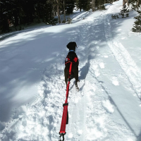 Fido Pro Remi Runner Leash