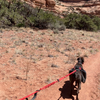 Fido Pro Remi Runner Leash