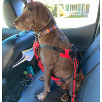 Fido Pro Seat Belt