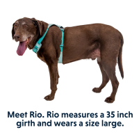 Ruffwear Hi & Light Lightweight Dog Harness - Sage Green